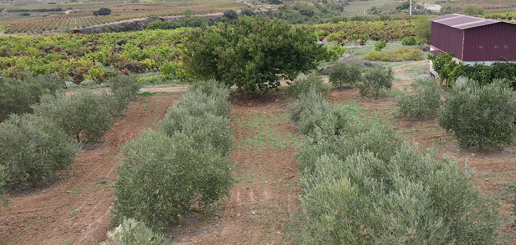 cuidados del olivo agosto