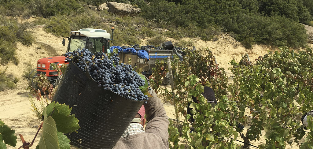 HOW TO ELABORATE A GOOD WINE: THE MODERN HARVEST