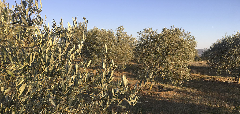olive tree pruning